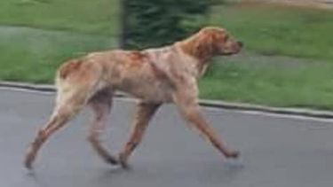 Hond loopt van Zwitserland naar Nederland