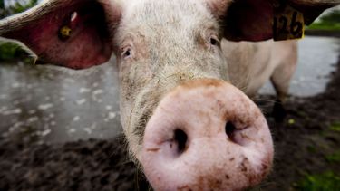 Kabinet gaat stankoverlast varkensboeren tegen