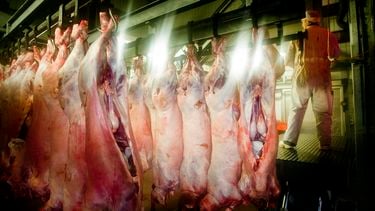 Dieren levend gekookt in Nederlandse slachthuizen
