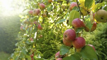Op deze foto zie je rood gekleurde appels aan bomen hangen. Er zijn 34 besmettingen van corona in twee fruitbedrijven ontdekt.