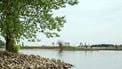 Zeehond gespot in de Lek bij Vianen