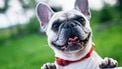 hond, verbrand, zomer, huisdier