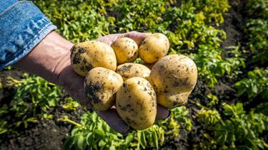 ZUIDOOSTBEEMSTER - Landbouwer Jan van Kempen toont de aardappelen van de nieuwe oogst. Door de langdurige droogte levert een hectare grond veel minder kilo's aardappelen op dan normaal. De prijs van patat gaat naar verwachting flink omhoog en de frites worden bovendien kleiner. ANP LEX VAN LIESHOUT