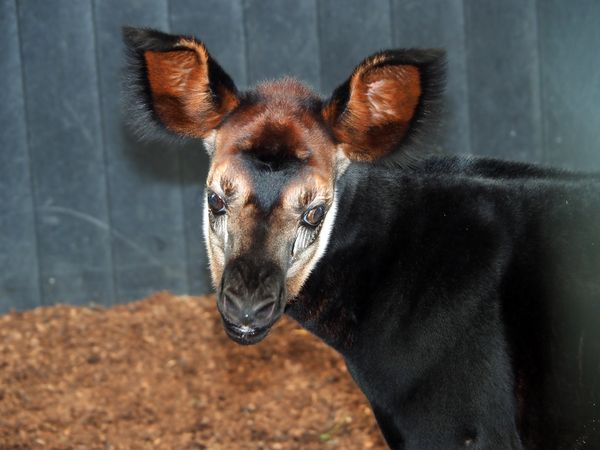 Een foto van de jonge okapi die achterom kijkt naar de fotograaf