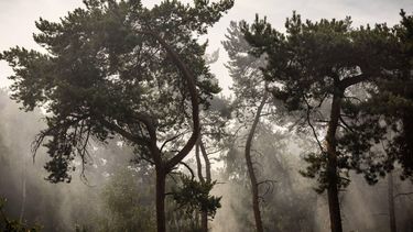 OOSTRUM - Schade aan natuurgebied Boschhuizerbergen ten oosten van Venray. Een gebied van zo'n 100 hectare is getroffen door de natuurbrand. Bij de bluswerkzaamheden zijn blushelikopters van Defensie ingezet. ROB ENGELAAR / ANP
