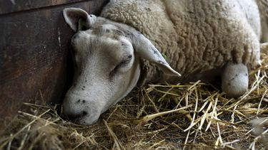 NEDERHORST DEN BERG - Een schaap besmet met het blauwtongvirus. De ziekte verspreidt snel door Nederland onder herkauwers zoals schapen, geiten en koeien. Ongeveer 10 procent van de besmette dieren gaat dood aan de ziekte. ANP SANDER KONING