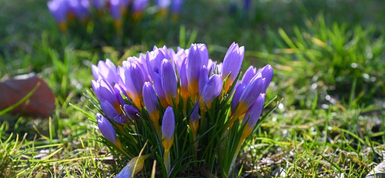 krokus lente lenteweer
