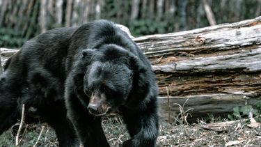 zwarte beren, zwarte beer
