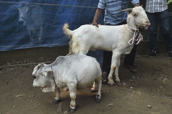 'Kleinste koe ter wereld', Rani (51 cm) trekt veel bekijks in Bangladesh