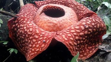 Grootste bloem ter wereld gespot op Sumatra