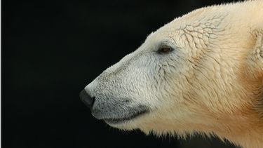 Fotograaf diep geraakt door graatmagere ijsbeer