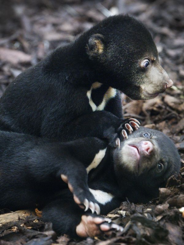 Lief! Eerste stapjes Maleise beertjes Burgers’ Zoo