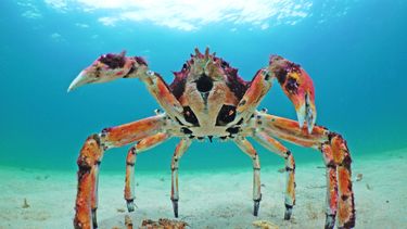 Spy in the Oceaan robotdieren