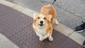 deur hond