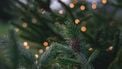 kerstboom, boom, herplanten, duurzaamheid