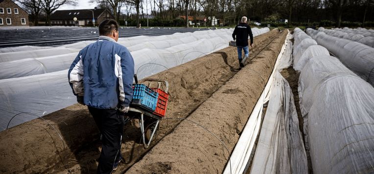 arbeidsmigranten asperges