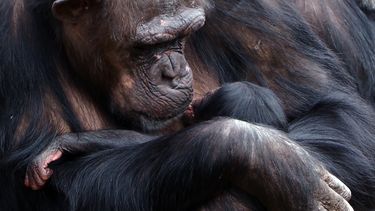 Beschuit met muisjes in Safaripark Beekse Bergen: chimpansee geboren