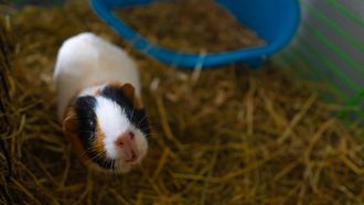 cavia