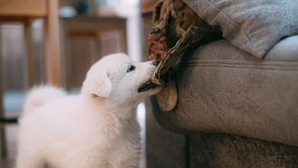 puppy
