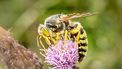 harkwesp insect van het jaar 2025