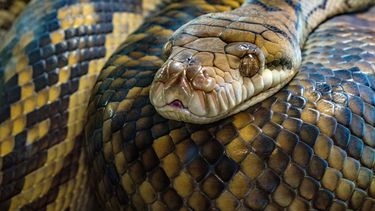 Wetenschappers maken slangengif in lab