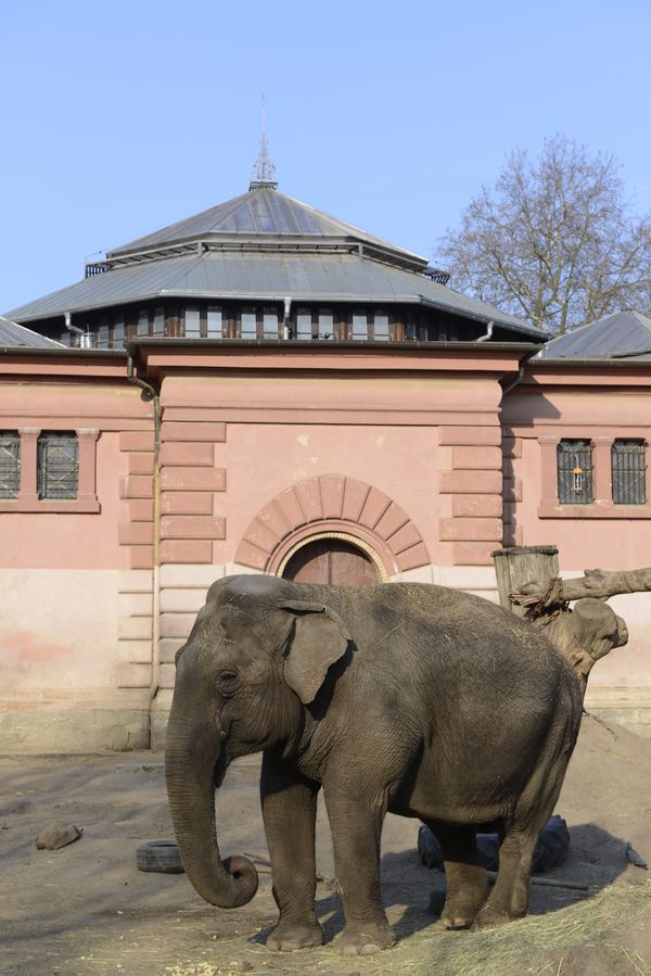 Olifanten in dierentuin van Warschau krijgt cannabis