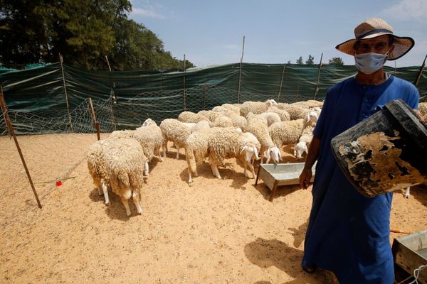 Een foto van een schapenhouder met mondkapje in Algerije