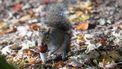 Verwende eekhoorns vallen bezoekers aan in park