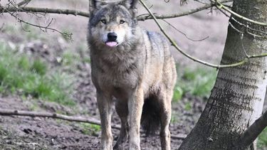 wolf wolven