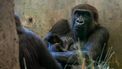 Gorilla, onverwachte bevalling, dierentuin, Verenigde Staten, Ohio