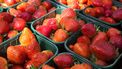 Aardbeien in de kas. aardbei schimmel