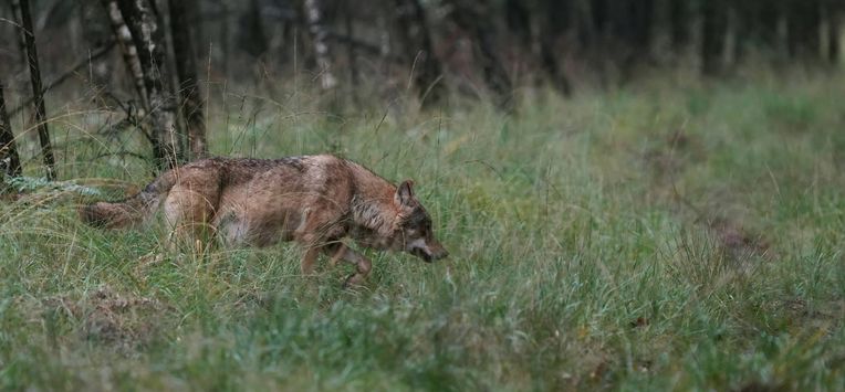 VELUWE - Een wolf op de Veluwe, vastgelegd door natuurfotograaf Otto Jelsma. De hobbyfotograaf kwam een zeldzame roedel met vijf wolven tegen tijdens een wandeling op de Veluwe. Wolven laten zich in Nederland bijna nooit zien in groepsverband. ANP OTTO JELSMA