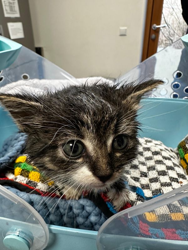 kittens afvalcontainer, gered