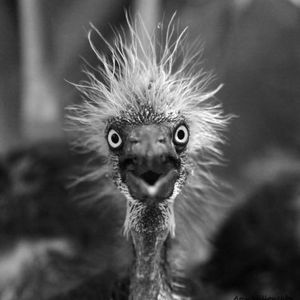 Stresschick