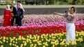 bollenvelden tulpen