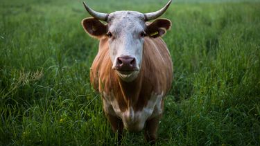 Losgebroken koe blijft al weken uit handen slager