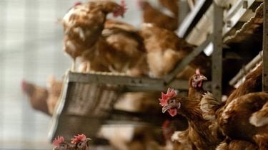 vogelgriep, virus, griep, dieren, mensen