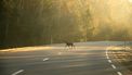 hert zwijn wild dier weg oppassen rijden aanrijden verzekering dieren
