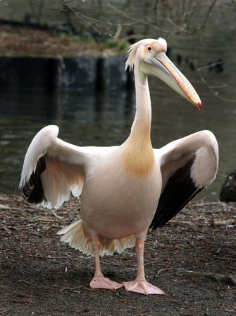 Een pelikaan in Artis. Foto: ANP