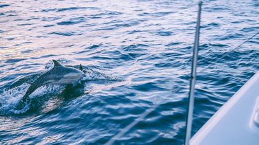Dolfijn Zafar zwemt terug de open zee in