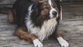 Hond overleeft bosbrand Californië en wacht op baas