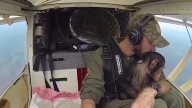 Chimpansee speelt met piloot tijdens reddingsvlucht