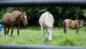 foto van paarden