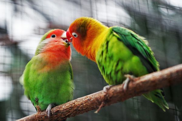 dieren beesten in bed zoenen vogels
