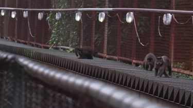 Inwoners Rio de Janeiro doden onterecht aapjes