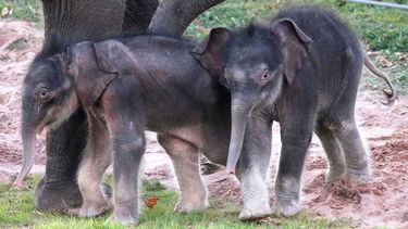 Zeldzame olifantentweeling geboren in Amerikaanse dierentuin