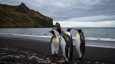 Penguins (Manchots Royaux) are pictured on December 21, 2022 on the Possession Island, part of the Crozet Islands which are a sub-Antarctic archipelago of small islands in the southern Indian Ocean.  They form one of the five administrative districts of the French Southern and Antarctic Lands. The Crozet Islands are home to four species of penguins. Most abundant are the macaroni penguin, of which some 2 million pairs breed on the islands, and the king penguin, home to 700,000 breeding pairs; half the world's population. Mammals living on the Crozet Islands include fur seals and southern elephant seals. Killer whales have been observed preying upon the seals.
Patrick HERTZOG / AFP