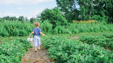 kinderen op het platteland