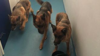 Politie Renesse redt vier honden uit hete aanhanger
