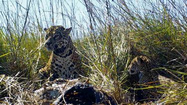 Man treitert jaguar in dierentuin en wordt aangevallen